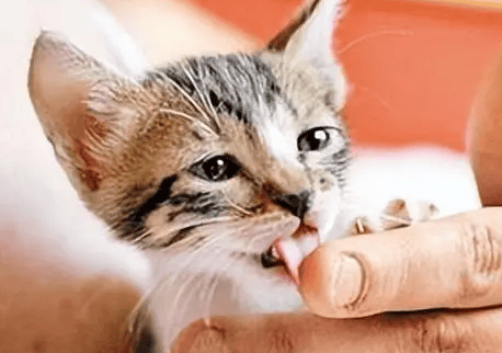 What does it mean when a cat licks a human hand