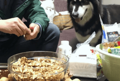 Can dogs eat walnuts?