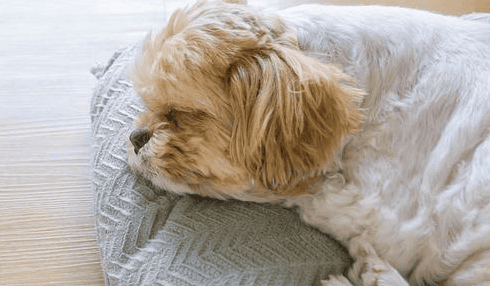 Dog What to do if diarrhea and vomiting