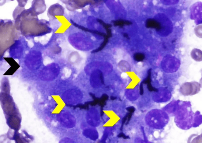 Canine and Feline Cytology: Common Hepatic Cytochromes